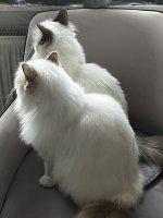 IMG_0548.jpeg