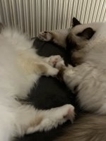 IMG_0416.jpeg