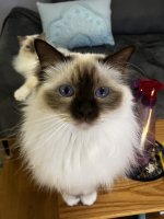 IMG_0254.jpeg