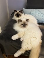 IMG_0251.jpeg