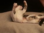 Bella Ballerina.jpg