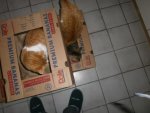 Tiger und Carfield 1262.jpg