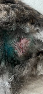 B0512182-00FF-4AA0-9F90-A4126E7606C8.jpeg