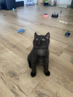 IMG_7995.jpeg