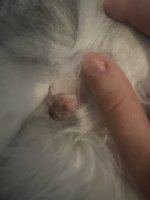 IMG_4657.jpeg