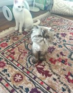 IMG_4102.jpeg