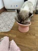 IMG_4133.jpeg