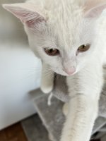 IMG_4220.jpeg