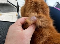 IMG_5293.jpeg