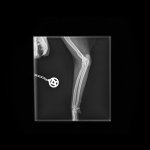 Small Skeletal _ 10 kg-Elbow LAT-10.06.2025-18_36_38-280.JPEG