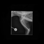 Small Skeletal _ 10 kg-Shoulder LAT-10.06.2025-18_36_41-56.JPEG