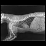 Small Skeletal _ 10 kg-Spine-Lumbo Sacral LAT-10.06.2025-18_36_41-961 1.JPEG