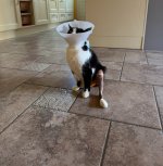 IMG_0731.jpeg