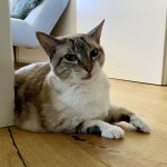 IMG_0306.jpeg