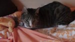 Kater1a.jpg
