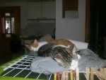 Tiger und Carfield 1320.jpg