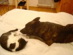 Jack und Kiko 002.jpg
