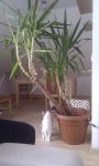 IMG_20130310_121727.jpg