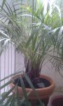 IMG_20130310_130505.jpg