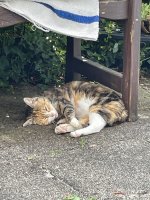 IMG_4140.jpeg