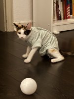 IMG_9247.jpeg