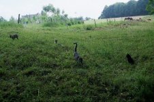 Katzen Spaziergang 2.jpg