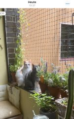 IMG_2940.jpeg