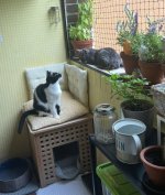 IMG_2950.jpeg