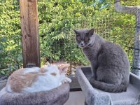 KATZEN JULI 2025 (2).jpg