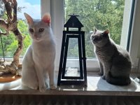 KATZEN JULI 2025 (5).jpg