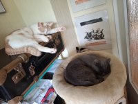 KATZEN JULI 2025 (6).jpg