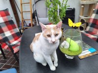 KATZEN JULI 2025 (8).jpg