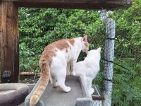 KATZEN JULI 2025 (9).jpg