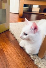 IMG_1882.jpeg
