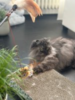 IMG_1751.jpeg