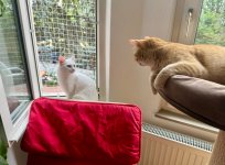 IMG_2035.jpeg
