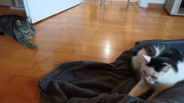 IMG-20250804-WA0005.jpeg