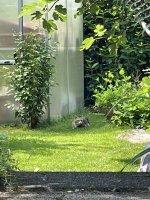 IMG_4382.jpeg