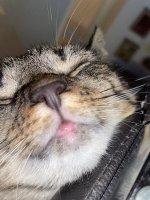 IMG_9382.jpeg