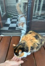 IMG_0304.jpeg