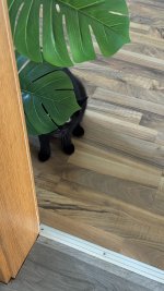 IMG_9475.jpeg