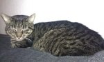 Kater - Joey.jpg