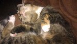 Katze - Lilly.jpg
