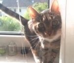Katze Lilly.JPG