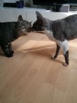 IMG_20130404_143721.jpg