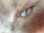 Auge.jpg
