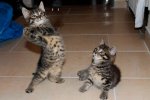 IMG_0339gimp.jpg