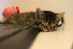 IMG_0397gimp.jpg