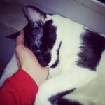 Janosch 1 Sleeping.jpg