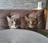 Sammy und Nala.jpg